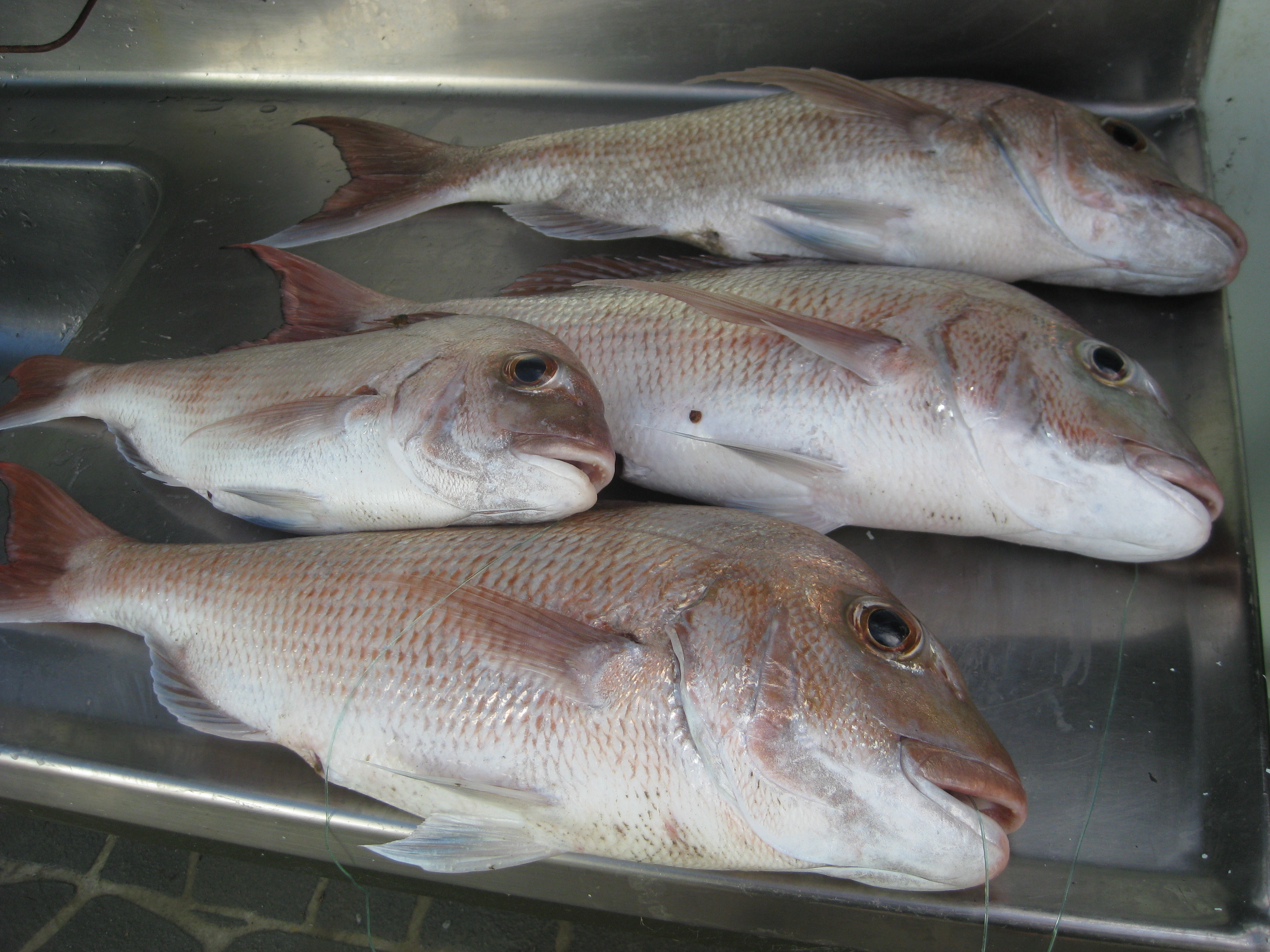 Dinner - all caught within sight of 3Kupe.