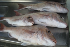 Dinner - all caught within sight of 3Kupe.